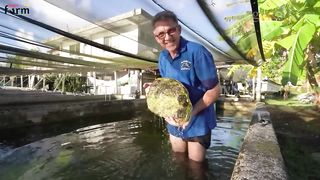 Harvest Giant Clam - Tridacna gigas - Fishermen Harvest Millions of Giant Clams This Wa