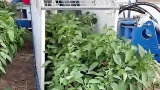 First Test Run Of Chili Harvester Moses 1010 in New Mexico __ #shorts