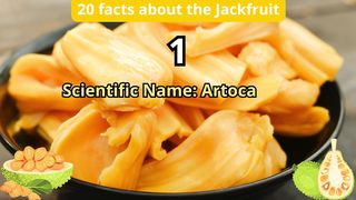 20 Facts about jackfruit