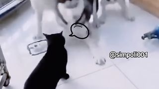 Funny Cat Viral Video 94