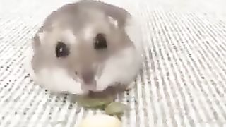 Hamster eating while tracing