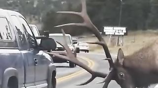 This elk rushed onto the highway, never attacking cars.