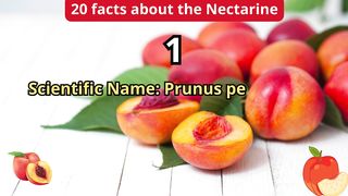20 Facts about nectarine