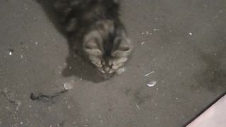 cats fight with ground dogs
