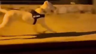 Dogo Argentino dog video compilations _ Dogo Argentino vs cane carso _ dog video.