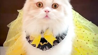 Funny cat #funny animal #kucing lucu #kucing gemoy 3 26