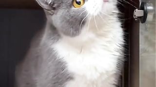 Funny cat #funny animal #kucing lucu #kucing gemoy 3 27