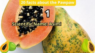 20 Facts about pawpaw