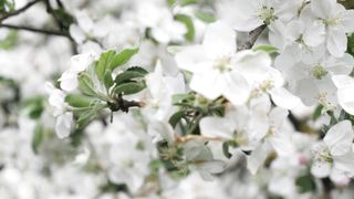 "Earth's Poetry: A Cinematic Ode to the Beauty of the Wild"
