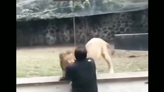 Animals 60