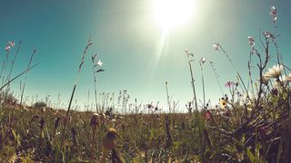 "Beyond Boundaries: Cinematic Revelry in the Heart of Nature"