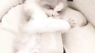 Funny cat #funny animal #kucing lucu #kucing gemoy 3 28