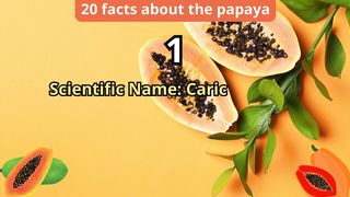 20 Facts about papaya