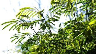 "Embracing Eden: A Cinematic Encounter with Earth's Natural Splendor"