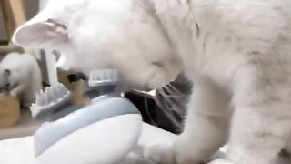 Funny cat #funny animal #kucing lucu #kucing gemoy 3 29