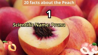 20 Facts about peach