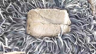 Eel feeding show -