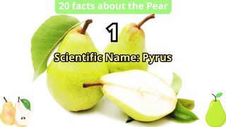 20 Facts about pear