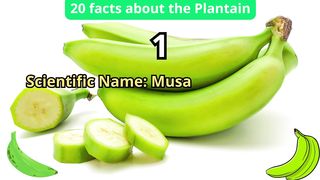 20 Facts about plantain