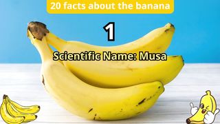 20 Facts about banana