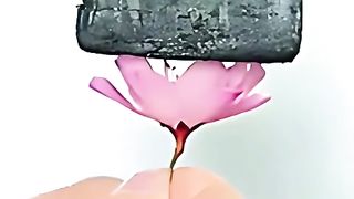 world fact tiktok video short