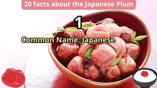 20 Facts about japanese plum