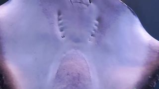 Modern architecture fish