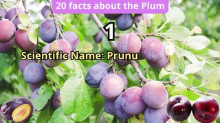 20 Facts about plum