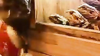 Funny cats video 8