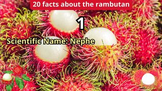 20 Facts about rambutan