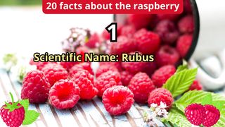 20 Facts about raspberry