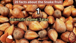 20 Facts about snake fruit
