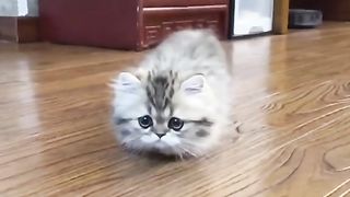 Funny cat #funny animal #kucing lucu #kucing gemoy 3 30