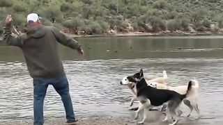Viral video captured while visiting Arizona - Man saves his dog