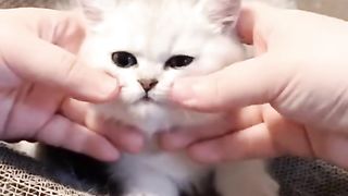 Funny cat #funny animal #kucing lucu #kucing gemoy 3 31