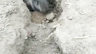 Cute rabbit 7