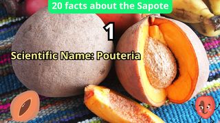 20 Facts about sapote