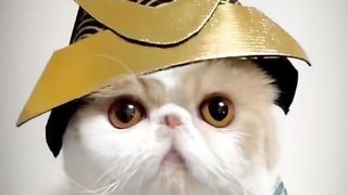 Funny cat #funny animal #kucing lucu #kucing gemoy 3 32