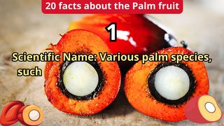 20 Facts about palm fruit