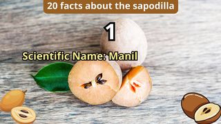 20 Facts about sapodilla
