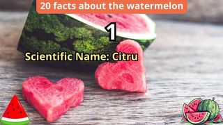 20 Facts about watermelon