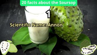 20 Facts about soursop