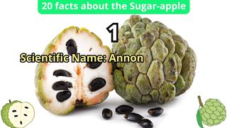 20 Facts about sugar-apple