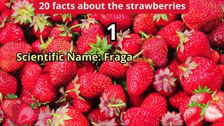 20 Facts about strawberries