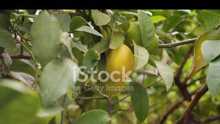 Lemon: The citrus Healer