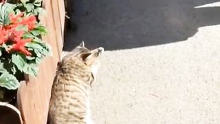 Ada² saja kelukuan mu cing