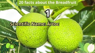 20 Facts about breadfruit