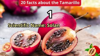20 Facts about tamarillo