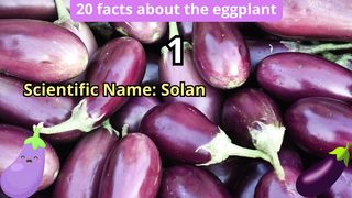 20 Facts about eggplant