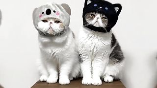Funny cat #funny animal #kucing lucu #kucing gemoy 3 33